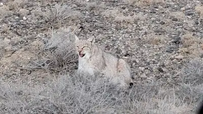 В Чарынском нацпарке замечена редкая рысь, фото - Новости Zakon.kz от 13.11.2024 16:57
