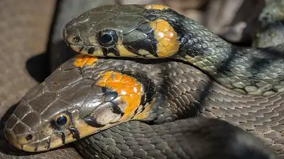 Посылка, фото - Новости Zakon.kz от 14.11.2024 04:14