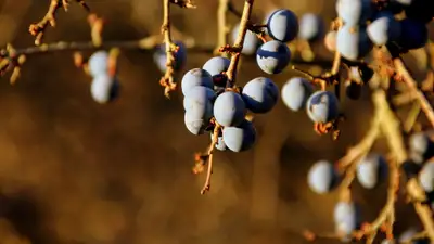 Терн , фото - Новости Zakon.kz от 14.11.2024 13:03