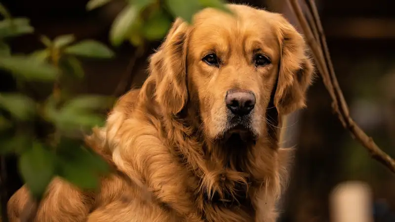 Идеальные собаки для семей с маленькими детьми