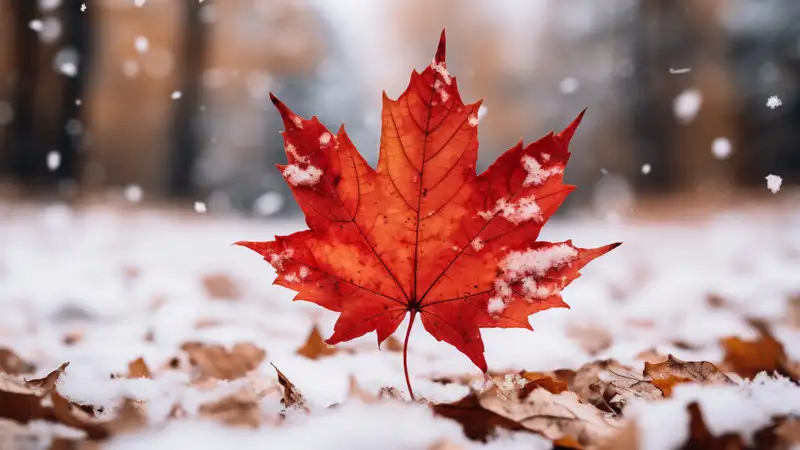 14 ноября Кузьминки осенние: народные приметы о погоде, чего не стоит делать