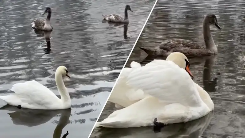 В зоопарке Алматы показали "сказочное" пополнение