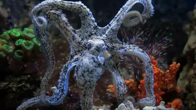 Ученые предположили, кто способен стать главным на Земле, если человечество вымрет, фото - Новости Zakon.kz от 15.11.2024 11:49