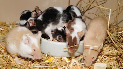 1000 мышей стали главными постояльцами приюта в США, фото - Новости Zakon.kz от 17.11.2024 03:58