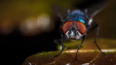 бессмертную муху создали американские ученые, фото - Новости Zakon.kz от 17.11.2024 19:37