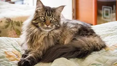 Какие породы кошек не подходят для семей с маленькими детьми, фото - Новости Zakon.kz от 18.11.2024 10:45