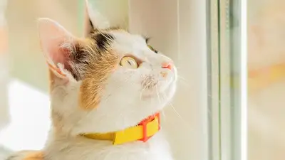 Гороскоп, фото - Новости Zakon.kz от 18.11.2024 06:33