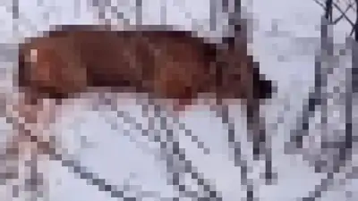 Житель Рудного порезал собаку на глазах прохожих, фото - Новости Zakon.kz от 19.11.2024 19:49