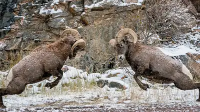 Сотрудники нацпарка вмешались в яростную битву архаров близ Астаны, фото - Новости Zakon.kz от 19.11.2024 11:19