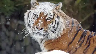 Фейк о тигре, разгуливающем по городе, напугал жителей Темиртау , фото - Новости Zakon.kz от 20.11.2024 21:02