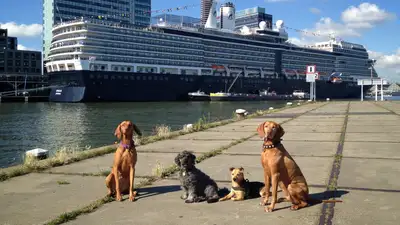 В США запланировали круиз для собак, фото - Новости Zakon.kz от 20.11.2024 08:52