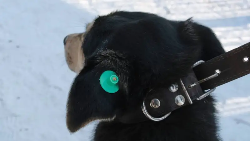 Депутат о стерилизации бродячих собак: Я тоже хочу размножаться, все хотят размножаться