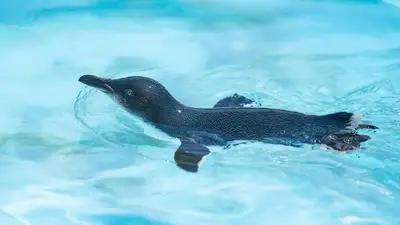 Бельгийский фотограф запечатлел полностью черного пингвина, фото - Новости Zakon.kz от 21.11.2024 06:35