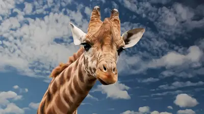 США внесли жирафов в список животных, находящихся под угрозой исчезновения, фото - Новости Zakon.kz от 23.11.2024 02:20