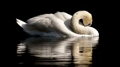 Птица , фото - Новости Zakon.kz от 22.11.2024 19:07