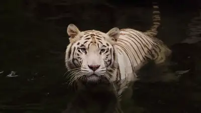 Китайский фермер едва избежал гибели после нападения тигра , фото - Новости Zakon.kz от 25.11.2024 08:40