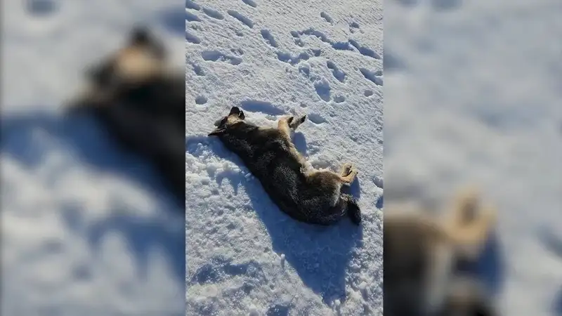 Бездомные собаки умирают на улицах Костаная