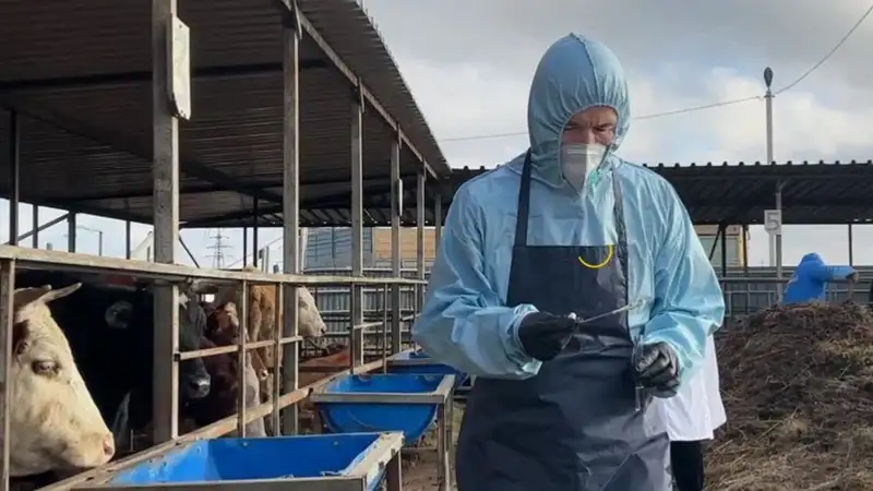 В Атырау от сибирской язвы погибли еще две коровы