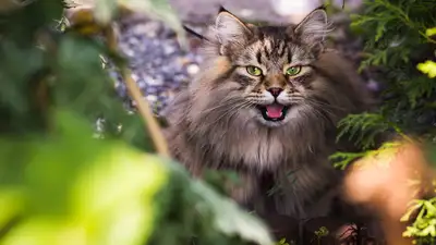 Сибирская кошка размеры, фото - Новости Zakon.kz от 26.11.2024 09:57