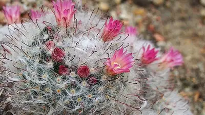 Какие растения должны быть в доме в год Змеи, чтобы обогатиться, фото - Новости Zakon.kz от 27.11.2024 13:12