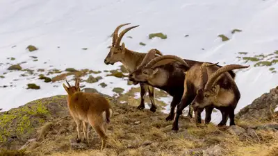Брачные игры горных козлов, фотоловушки в Иле-Алатауском парке, фото - Новости Zakon.kz от 29.11.2024 08:49