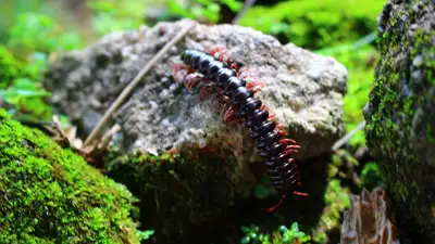 У сколопендр обнаружили способность менять токсичность яда, фото - Новости Zakon.kz от 03.12.2024 07:59