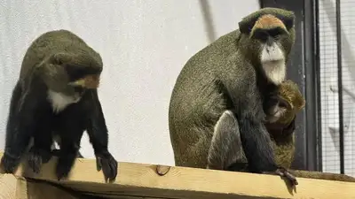 зоопарк Караганда Чехия, фото - Новости Zakon.kz от 03.12.2024 10:33