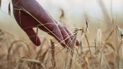 Сельское хозяйство, фото - Новости Zakon.kz от 06.12.2024 08:45