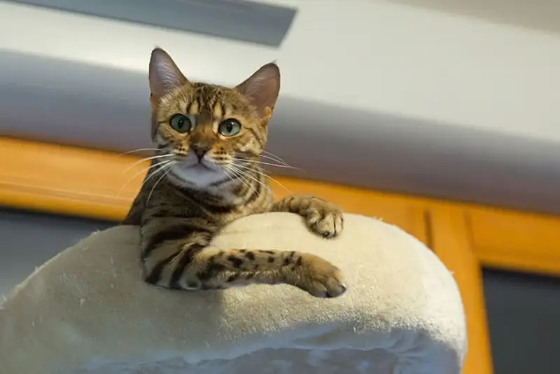 Самые красивые породы кошек, фото - Новости Zakon.kz от 09.12.2024 10:58