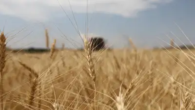 Как повысить урожайность, рассказали аграриям Казахстана, фото - Новости Zakon.kz от 09.12.2024 08:24