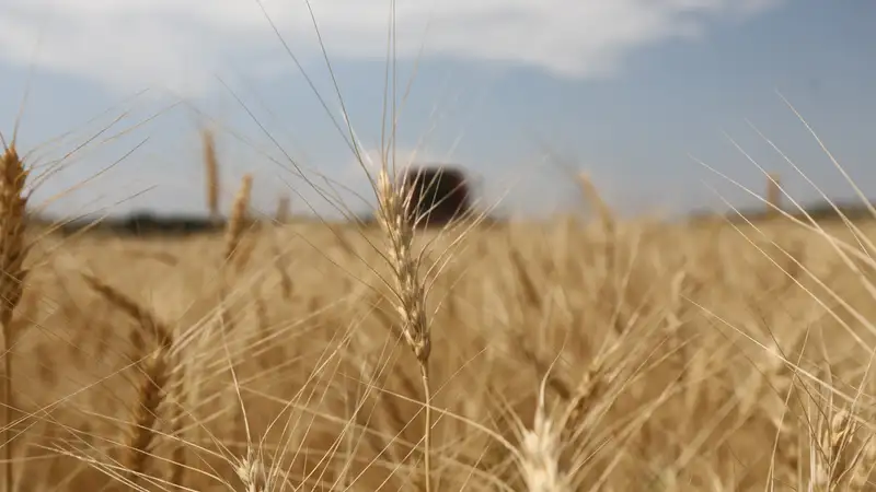 Как повысить урожайность, рассказали аграриям Казахстана