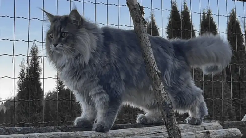 Самые красивые породы кошек, фото - Новости Zakon.kz от 09.12.2024 10:58