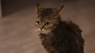 Жительница Москвы случайно постирала свою кошку в стиральной машине, фото - Новости Zakon.kz от 09.12.2024 07:15