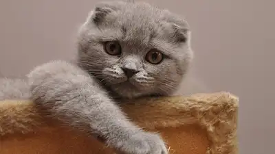 Самые красивые породы кошек, фото - Новости Zakon.kz от 09.12.2024 10:58