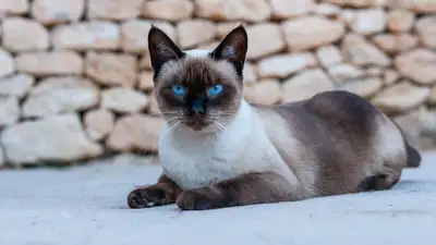 Сиамская кошка, фото - Новости Zakon.kz от 11.12.2024 10:36