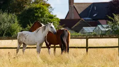 Птичий грипп может незаметно передаваться лошадям, фото - Новости Zakon.kz от 13.12.2024 04:20