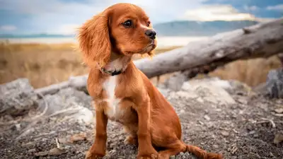 Спасатели спасли животное, фото - Новости Zakon.kz от 13.12.2024 08:05