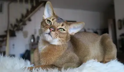 Модные породы кошек, которые не доживают до 10 лет, фото - Новости Zakon.kz от 13.12.2024 10:50