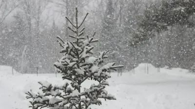 Снег, снегопад, зима, ветер, холод, мороз, заморозки, фото - Новости Zakon.kz от 15.01.2025 12:30