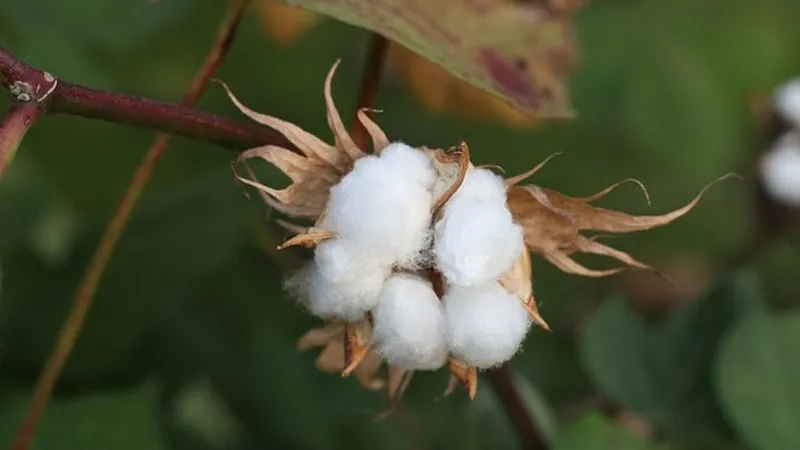 Более 90 тысяч тонн хлопка собрали в Мактааральском районе в 2024 году