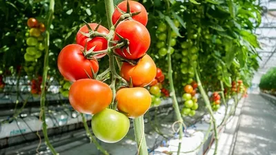 В Туркестанской области началось строительство крупнейшего тепличного комплекса в РК, фото - Новости Zakon.kz от 13.12.2024 19:34