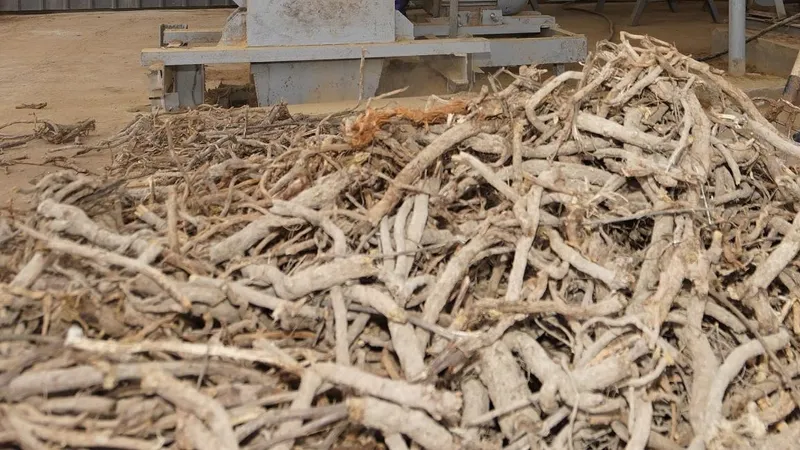 В Жетысае запущено уникальное предприятие по обработке солодки