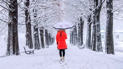 Снег, снегопад, зима, ветер, холод, мороз, заморозки, фото - Новости Zakon.kz от 10.02.2025 12:11