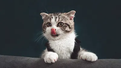 Как выбрать правильный корм для кошки: советы ветеринара, фото - Новости Zakon.kz от 31.12.2024 00:37