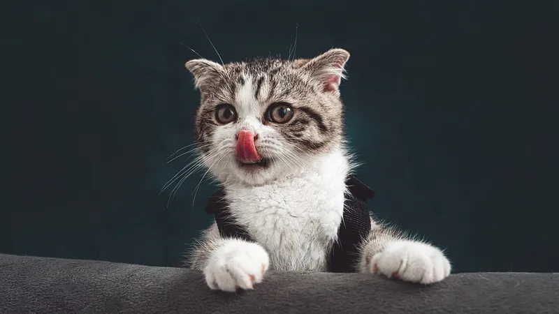 Как выбрать правильный корм для кошки: советы ветеринара