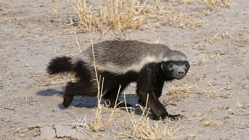 Редкого хищника медоеда встретили в Устюртском заповеднике: уникальные кадры
