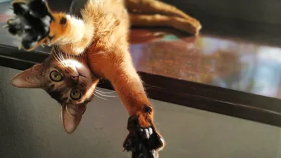 Породы кошек, которые живут меньше остальных, фото - Новости Zakon.kz от 13.01.2025 15:58