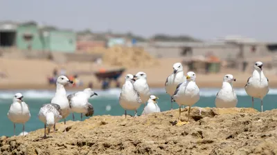 На Каспии появился "блуждающий" остров , фото - Новости Zakon.kz от 14.01.2025 03:59