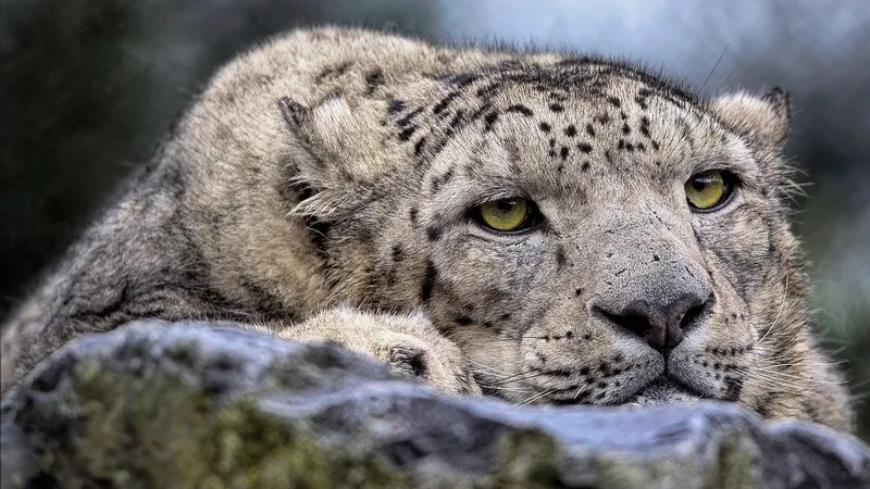 Снежный барс попал в фотоловушку в Восточном Казахстане