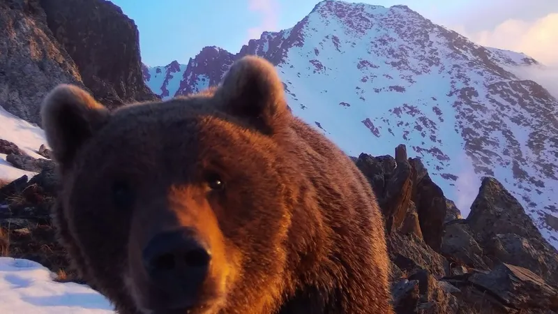 Любопытный медведь на востоке Казахстана отказался от "съемок", сломав фотоловушку